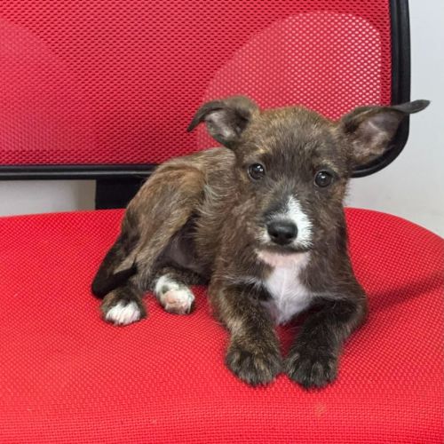 Katana - Staffordshire Bull Terrier x Australian Terrier Dog