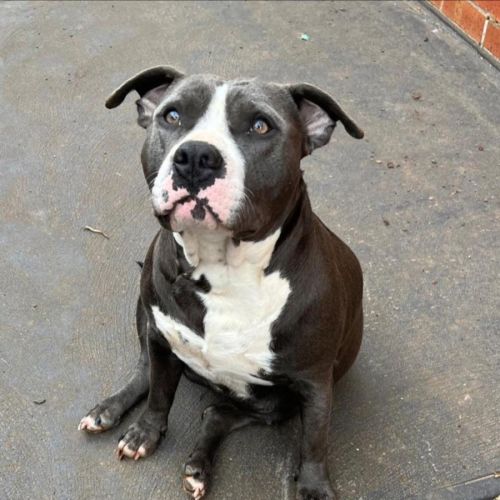 Cruskit - American Staffordshire Terrier Dog