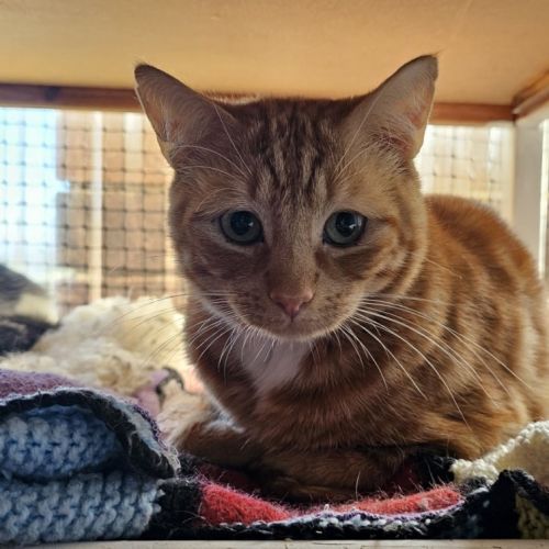 Tommy Tucker - Domestic Short Hair Cat