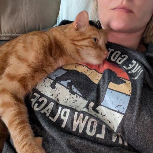 Toby - Domestic Short Hair (DSH) Cat