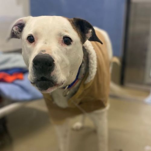 Dixie - Bull Arab Dog