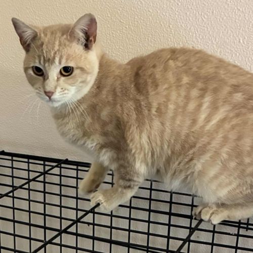 Andrea  - Domestic Short Hair (DSH) Cat