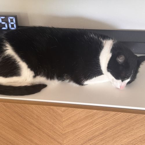 Arlo - Domestic Short Hair (DSH) Cat