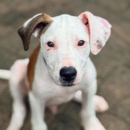 Manaaki - Mixed breed Dog