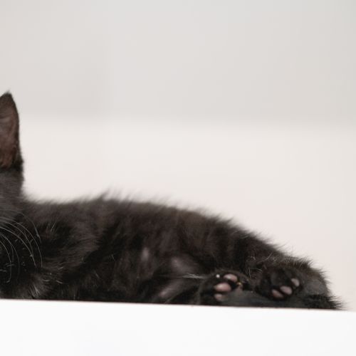 Mavis - Domestic Short Hair Cat