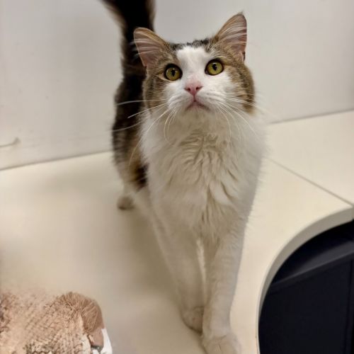 Oliver  - Domestic Medium Hair (DMH) Cat