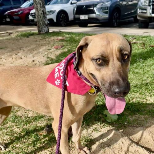 Layla - Bullmastiff Dog