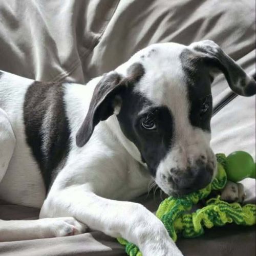Austin - American Staffordshire Terrier Dog