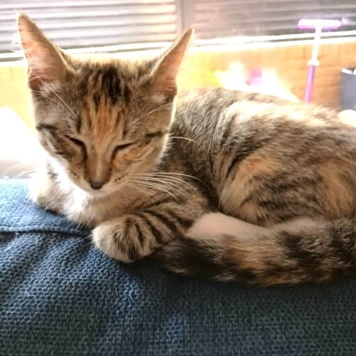 Miso - Domestic Short Hair (DSH) Cat