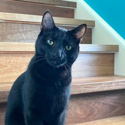 Gomez - Domestic Short Hair (DSH) Cat