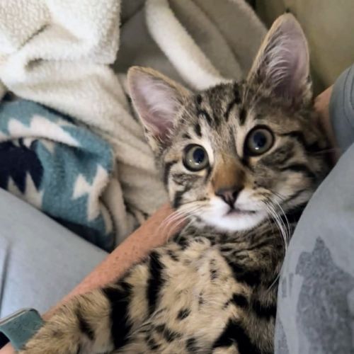 Fred - Domestic Short Hair (DSH) Cat