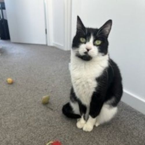 Misty - Domestic Short Hair (DSH) Cat