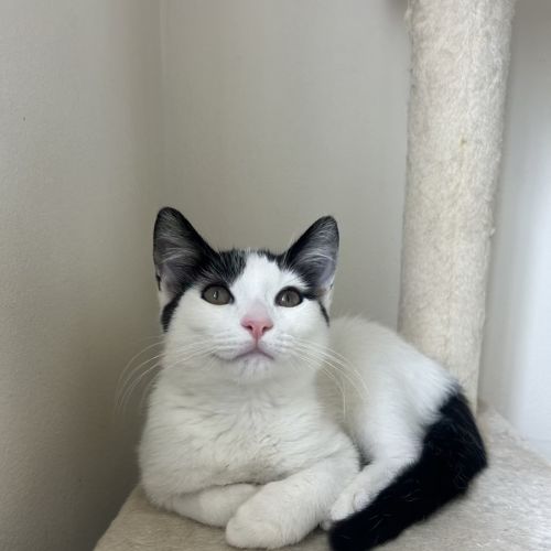 Freddy - Domestic Short Hair (DSH) Cat