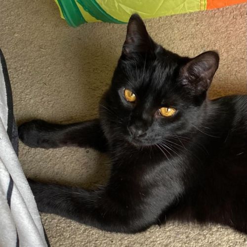 Bear - Domestic Short Hair (DSH) Cat
