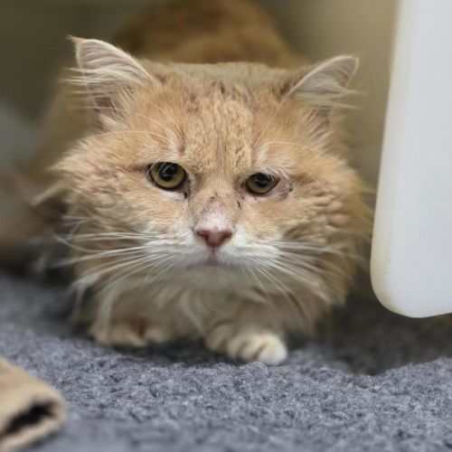 🪝 Larvae 7509 🪝 - Domestic Medium Hair (DMH) Cat