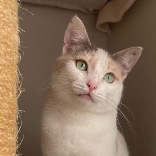 Tilly - Domestic Short Hair (DSH) Cat