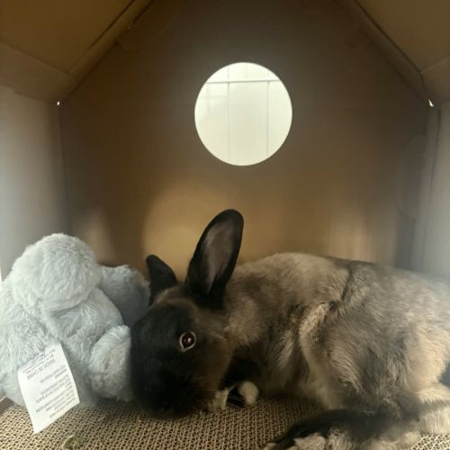 Bop - Netherland Dwarf Rabbit