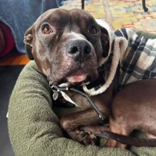 Benito - Staffy Dog