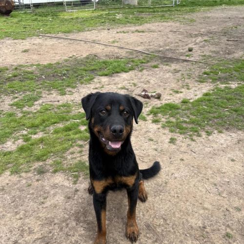 Bear - Rottweiler Dog