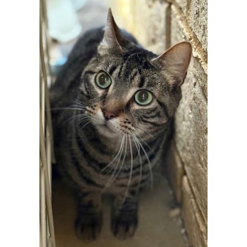 9193 - Whoopie Pie  - Domestic Short Hair (DSH) Cat