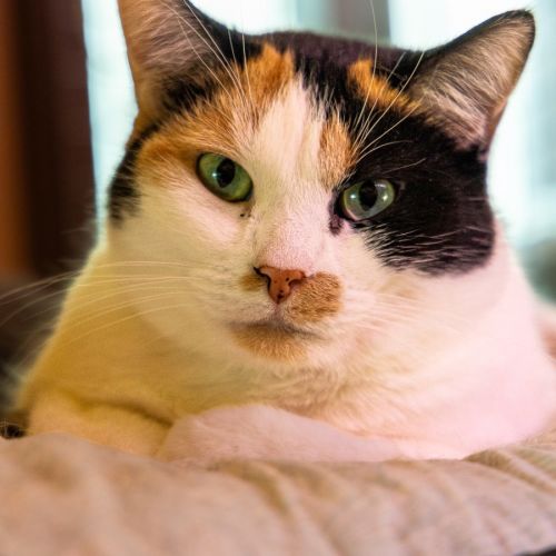 Candy - Domestic Short Hair (DSH) Cat
