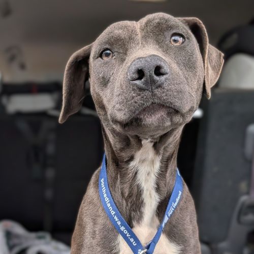 Bumble - American Staffordshire Terrier x Mixed breed Dog