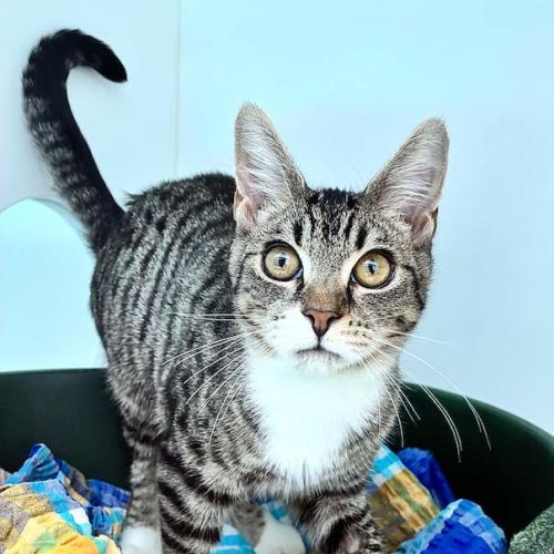 Dove - Domestic Short Hair (DSH) Cat