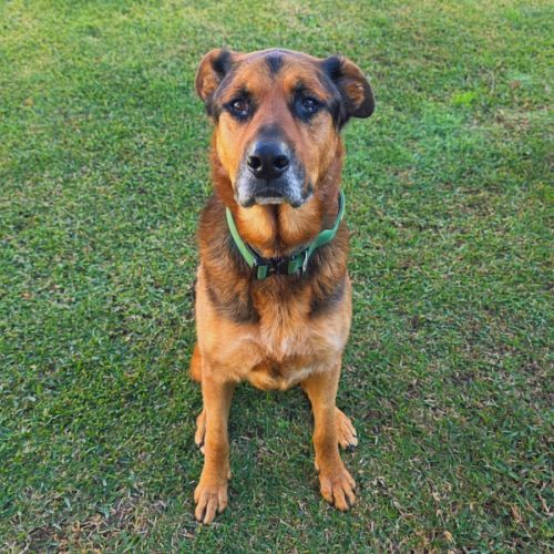Bobby - German Shepherd Dog x Rottweiler Dog