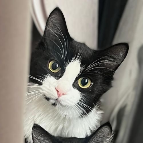 Felix & Rosie - Domestic Medium Hair (DMH) Cat