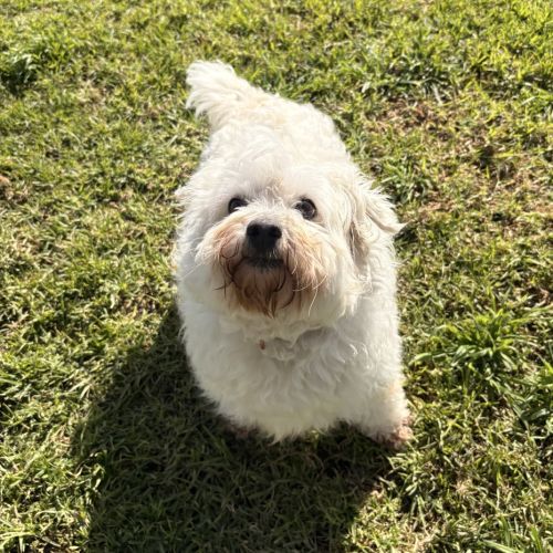 Charlie - Cavalier King Charles Spaniel x Maltese Dog