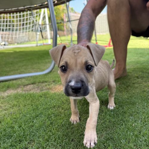 Tiny - American Staffordshire Terrier Dog