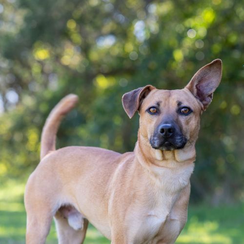 Bruno - Staffy x Medium Cross Breed Dog