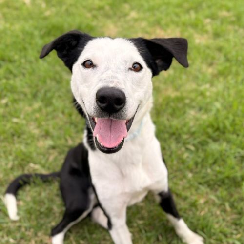 Chief - Border Collie Dog