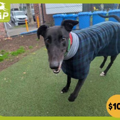 Buddy - Greyhound Dog
