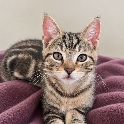 Luca - Domestic Short Hair (DSH) Cat