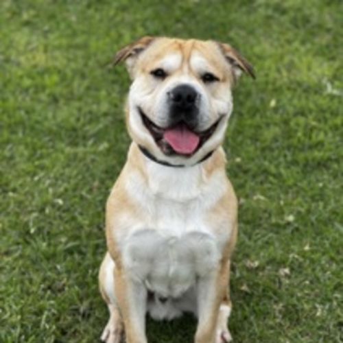 Alvin (69225) - Shar Pei Dog
