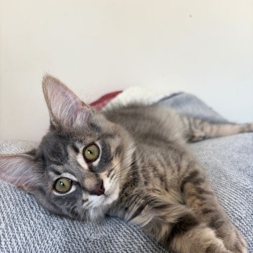 Vinnie Moo - Domestic Short Hair (DSH) Cat