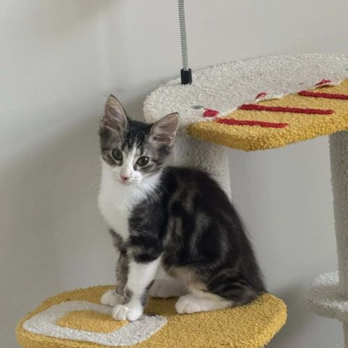 Rambo - Domestic Short Hair (DSH) Cat