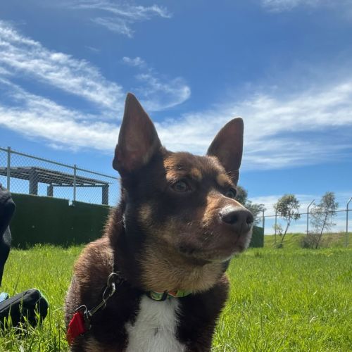 Mack - Australian Kelpie Dog