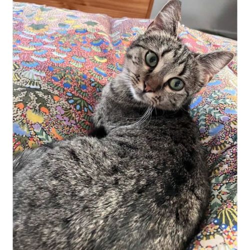 13567 - Linda - Domestic Short Hair (DSH) Cat