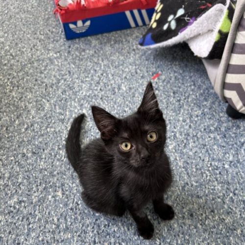 Lamington - Domestic Short Hair (DSH) Cat