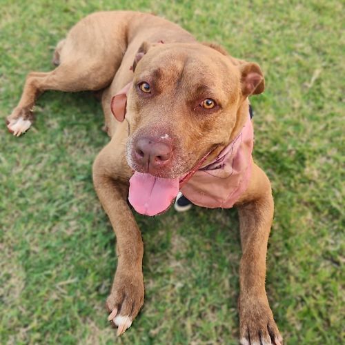 Hatty - Mixed breed Dog