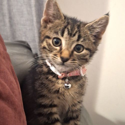 Hudson - Domestic Short Hair (DSH) Cat
