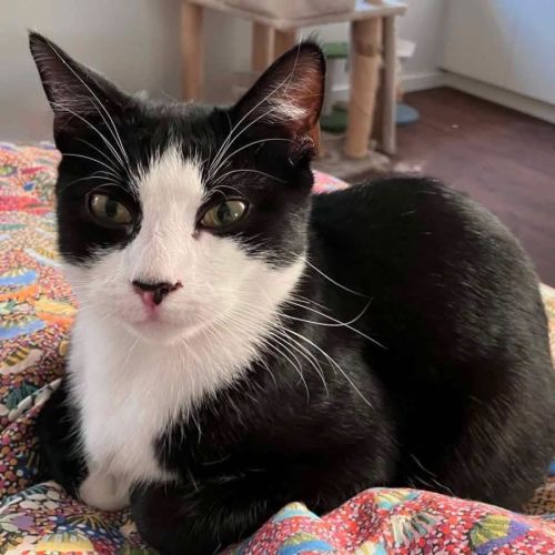 13569 - Billy - Domestic Short Hair (DSH) Cat