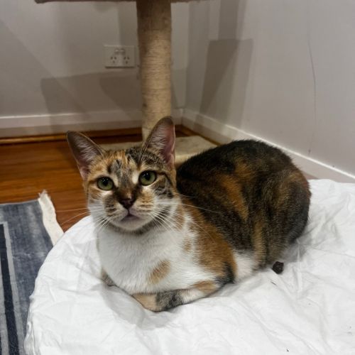 Tilly - Domestic Short Hair (DSH) Cat