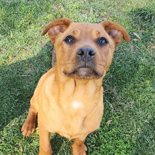 Suki - Rottweiler x Staffordshire Bull Terrier Dog