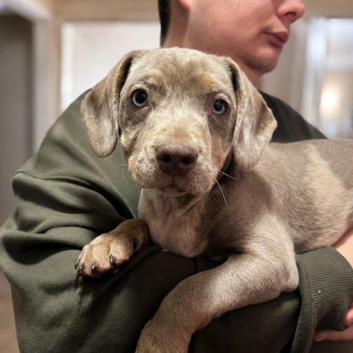 Meilah - Dachshund x Staffordshire Bull Terrier Dog