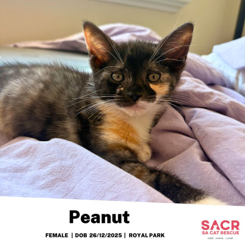 Peanut - Domestic Short Hair (DSH) Cat