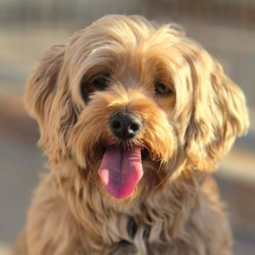 Barbara - Shih Tzu x Poodle (Miniature) Dog