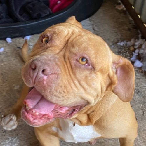 Kookie - British Bulldog